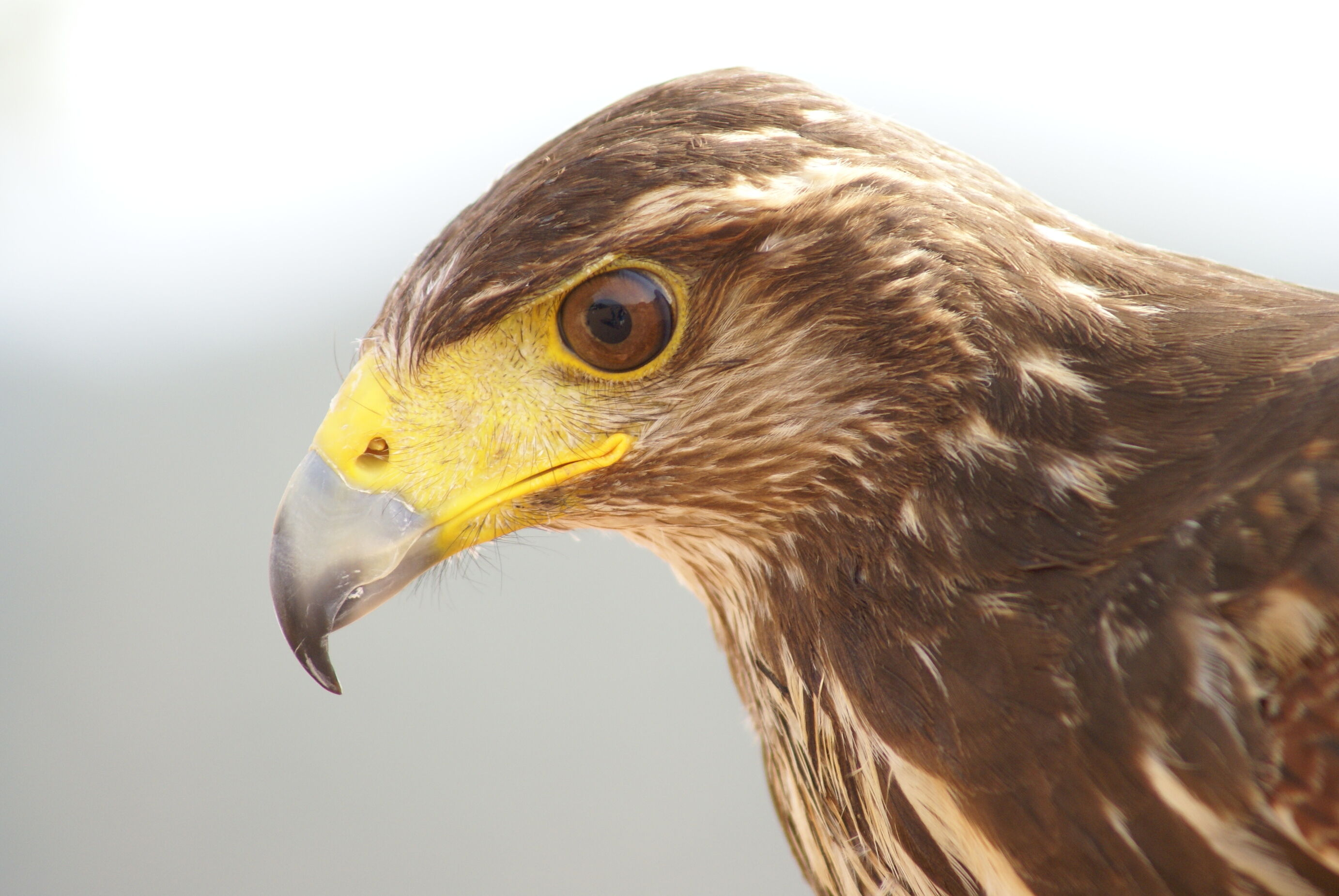 eagles